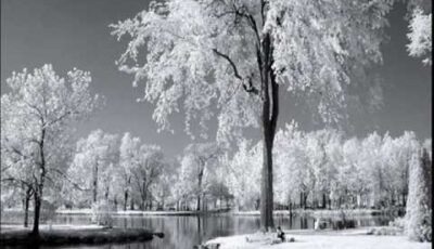 Haydn – Emperor Quartet in C Major – 1st Movement