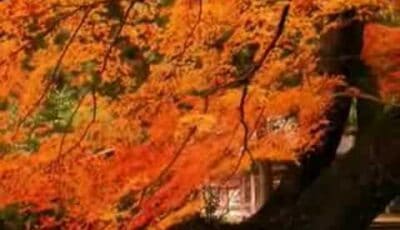 Purcell – When I Am Laid In Earth