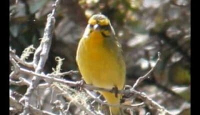 Telemann’s Canary Cantata, 3 of 3