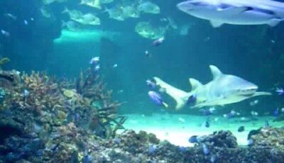 Aquarium – From The Carnival of the Animals by Saint-Saens